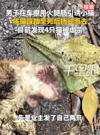 南京虐猫事件
